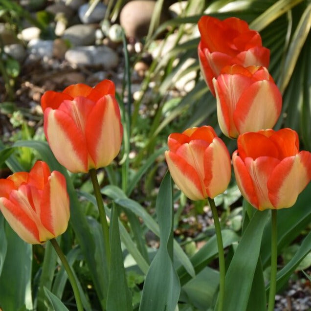 Buy Tulipa 'American Dream' Bulbs online UK