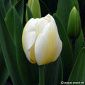 Buy Tulipa 'Angels Wish' Bulbs online UK