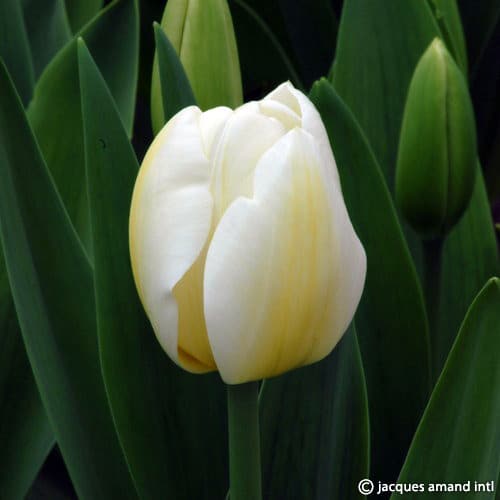 Buy Tulipa 'Angels Wish' Bulbs online UK