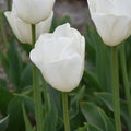 Buy Tulipa 'Antarctica' Bulbs online UK
