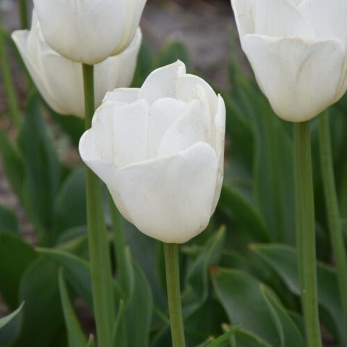 Buy Tulipa 'Antarctica' Bulbs online UK