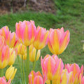 Buy Tulipa 'Antoinette' Bulbs online UK