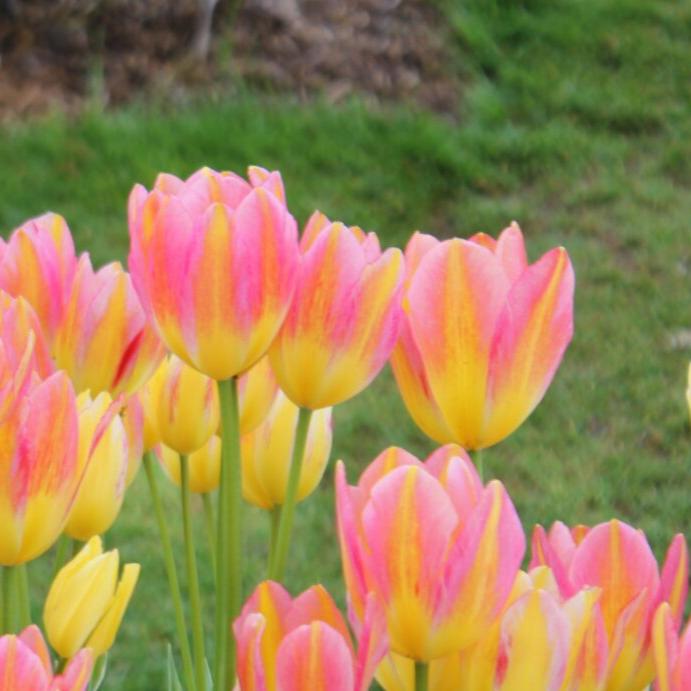 Buy Tulipa 'Antoinette' Bulbs online UK