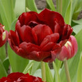 Tulipa 'Antraciet' Bulbs