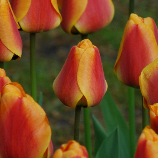 Buy Tulipa 'Apeldoorn Elite' Bulbs online UK