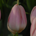 Buy Tulipa 'Apricot Delight' Bulbs online UK