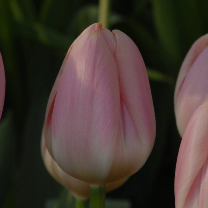Buy Tulipa 'Apricot Delight' Bulbs online UK