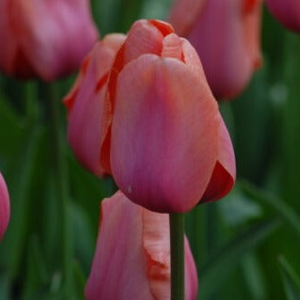 Buy Tulipa 'Apricot Impression' Bulbs online UK