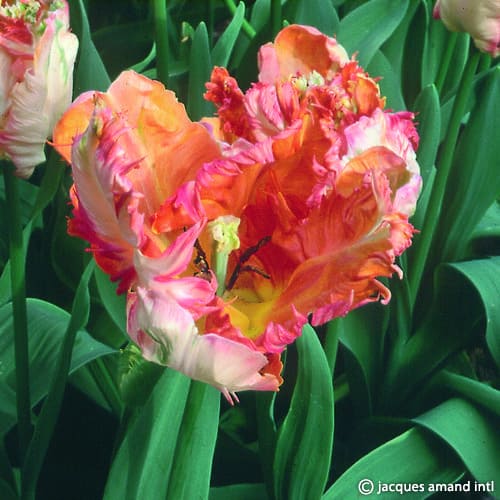 Buy Tulipa 'Apricot Parrot' Bulbs online UK