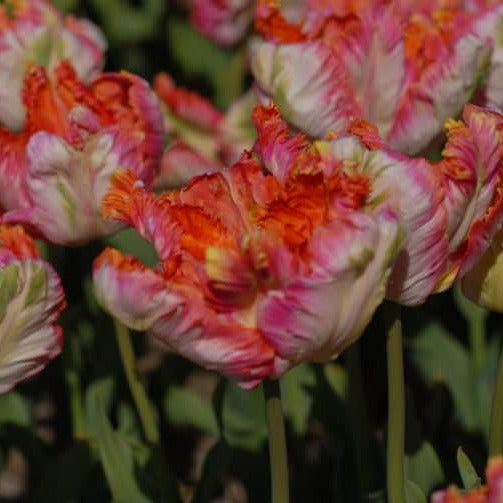 Buy Tulipa 'Apricot Parrot' Bulbs online UK