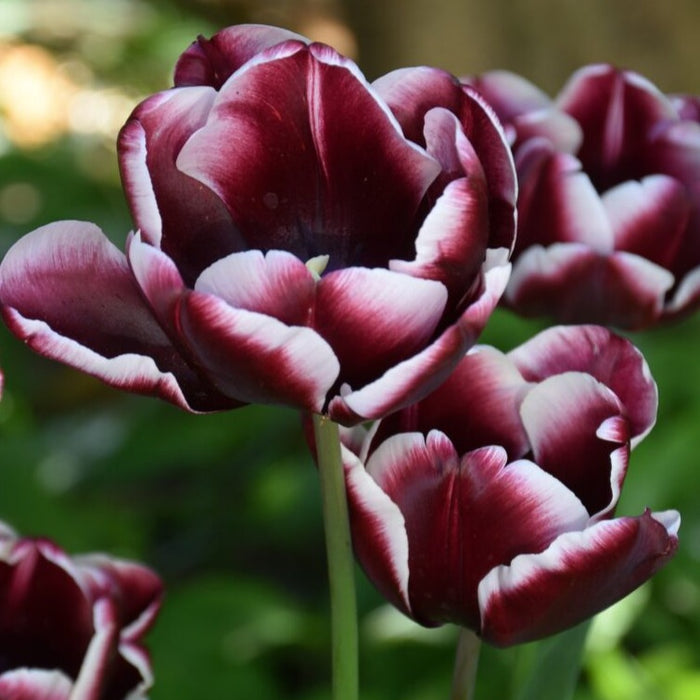 Buy Tulipa 'Arabian Mystery' Bulbs online UK