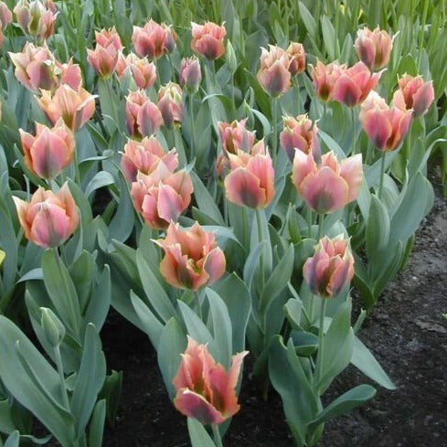 Buy Tulipa 'Artist' Bulbs online UK