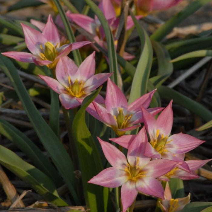 Buy Tulipa aucheriana (Aucher's Tulip) Bulbs online UK