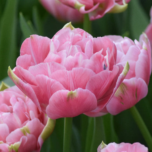Buy Tulipa 'Aveyron' Bulbs online UK