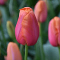 Buy Tulipa 'Avignon' Bulbs online UK