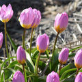 Buy Tulipa bakeri 'Lilac Wonder' Bulbs online UK
