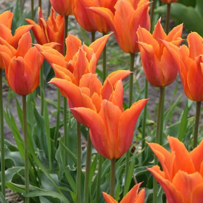 Buy Tulipa 'Ballerina' Bulbs online UK