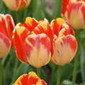 Buy Tulipa 'Banja Luka' Bulbs online UK