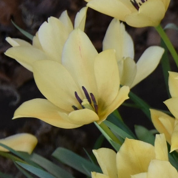 Buy Tulipa batalinii 'Bright Gem' Bulbs online UK