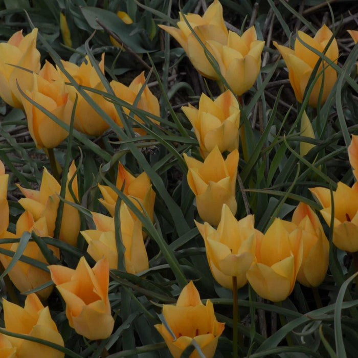 Buy Tulipa batalinii 'Bronze Charm' Bulbs online UK