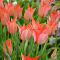 Buy Tulipa batalinii 'Salmon Gem' Bulbs online UK