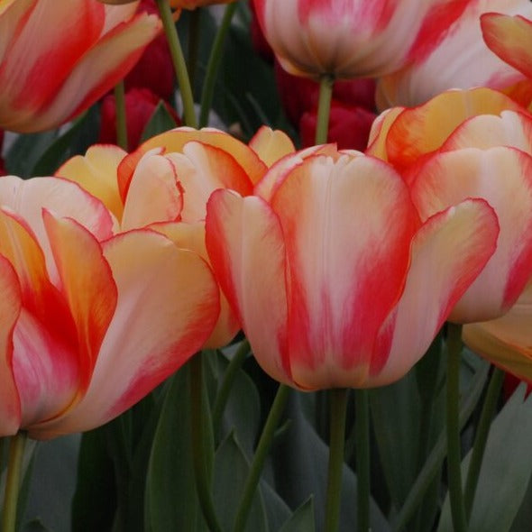 Buy Tulipa 'Beauty of Spring' Bulbs online UK