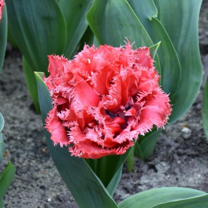 Buy Tulipa 'Bendigo' Bulbs online UK