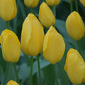 Tulipa 'Big Smile'