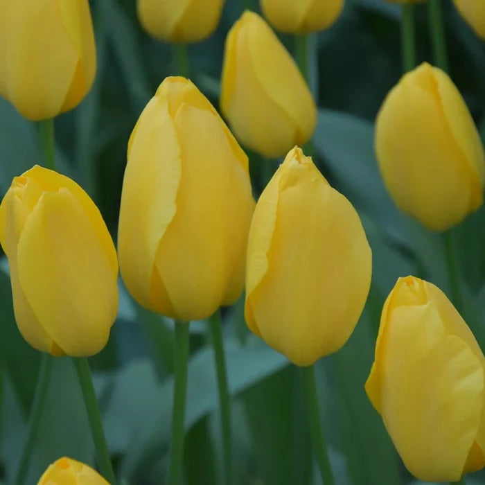 Tulipa 'Big Smile'