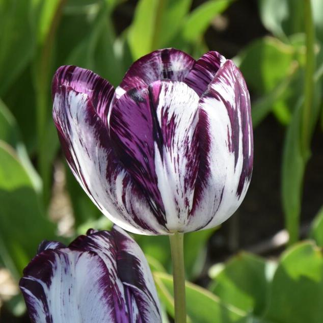 Buy Tulipa 'Black and White' Bulbs online UK