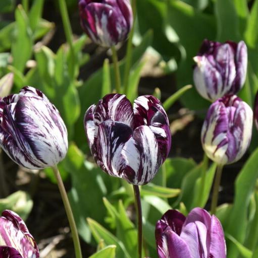 Buy Tulipa 'Black and White' Bulbs online UK