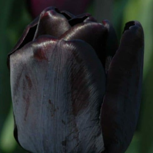 Buy Tulipa 'Black Bean' Bulbs online UK