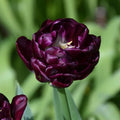 Buy Tulipa 'Black Canyon' Bulbs online UK