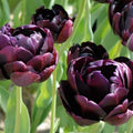 Buy Tulipa 'Black Hero' Bulbs online UK