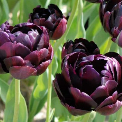 Buy Tulipa 'Black Hero' Bulbs online UK