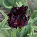 Buy Tulipa 'Black Parrot' Bulbs online UK