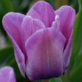 Buy Tulipa 'Bleu Aimable' Bulbs online UK