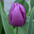 Buy Tulipa 'Blue Beauty' Bulbs online UK