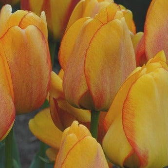 Buy Tulipa 'Blushing Apeldoorn' Bulbs online UK