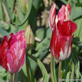 Buy Tulipa 'Bridesmaid' Bulbs online UK