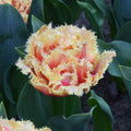 Buy Tulipa 'Brisbane' Bulbs online UK