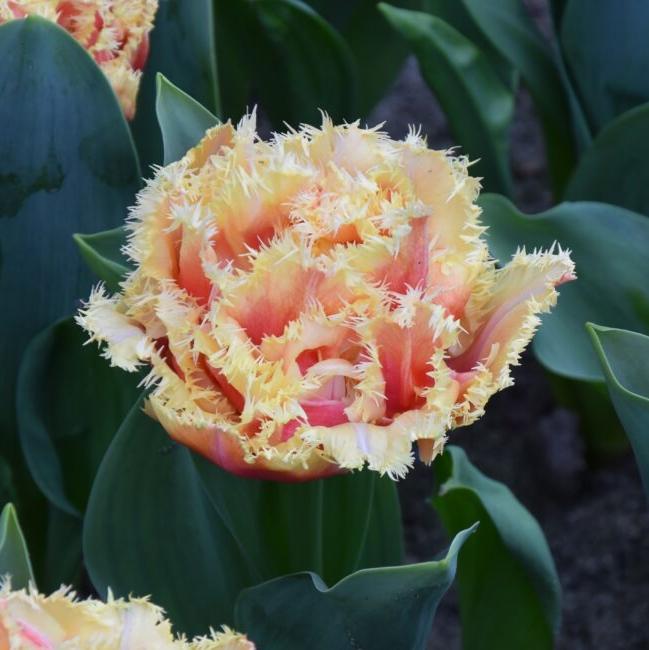 Buy Tulipa 'Brisbane' Bulbs online UK
