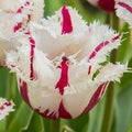 Buy Tulipa 'Burning Fire' Bulbs online UK