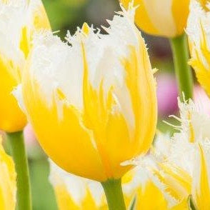 Buy Tulipa 'Burning Flame' Bulbs online UK
