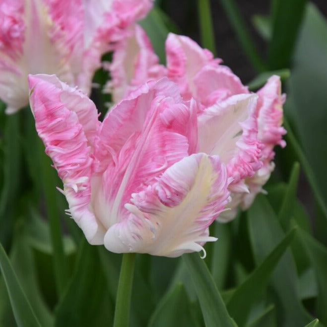 Buy Tulipa 'Cabanna' Bulbs online UK