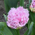 Buy Tulipa 'Cairns' Bulbs online UK
