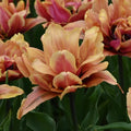 Tulip Callahan