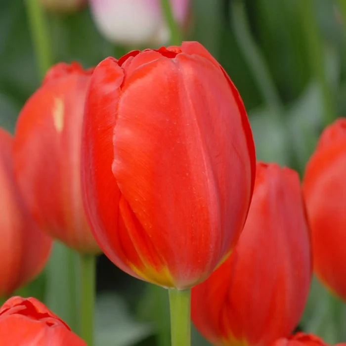 Tulipa 'Canadian Liberator'