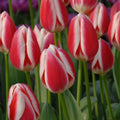 Buy Tulipa 'Candy Apple Delight' Bulbs online UK