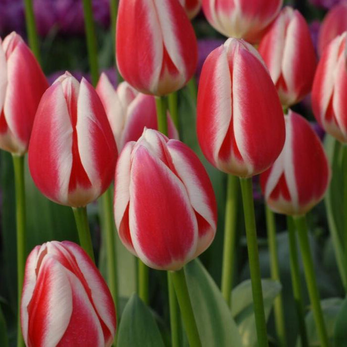 Buy Tulipa 'Candy Apple Delight' Bulbs online UK